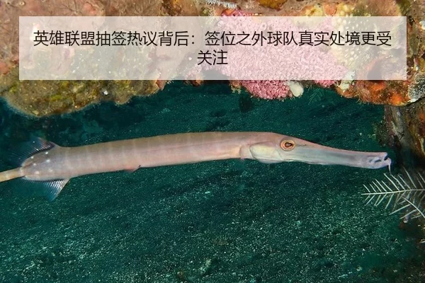 英雄联盟抽签热议背后：签位之外球队真实处境更受关注（leyu）